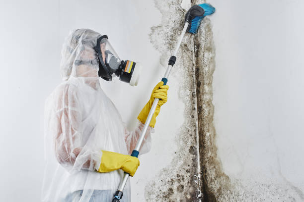Best Fast Mold Removal  in Flint Hill, MO