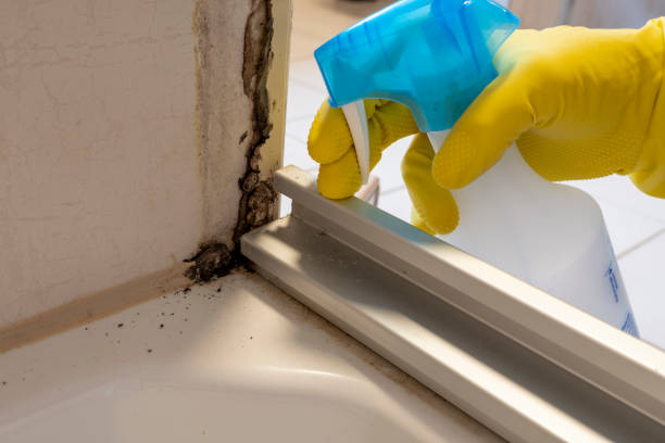 Best Certified Mold Removal  in Flint Hill, MO