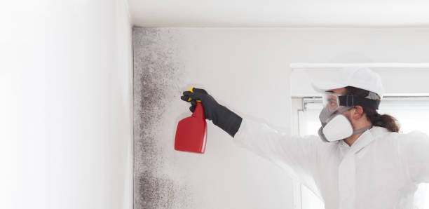 Best Black Mold Removal  in Flint Hill, MO