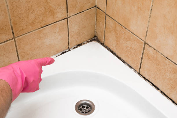 Mold Removal and Inspection in Flint Hill, MO